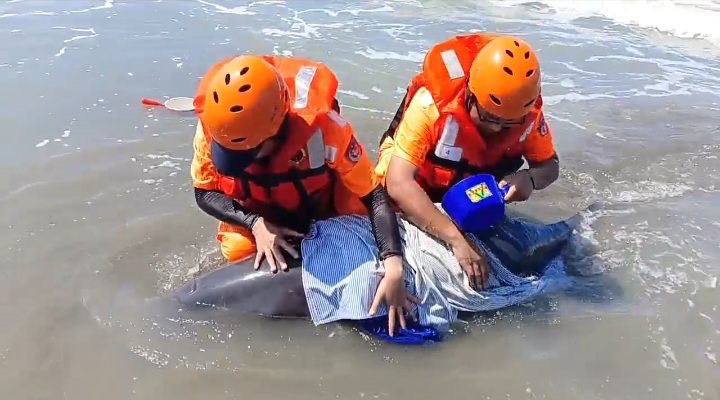 台南青山4隻海豚集體擱淺 海巡動員急搶救